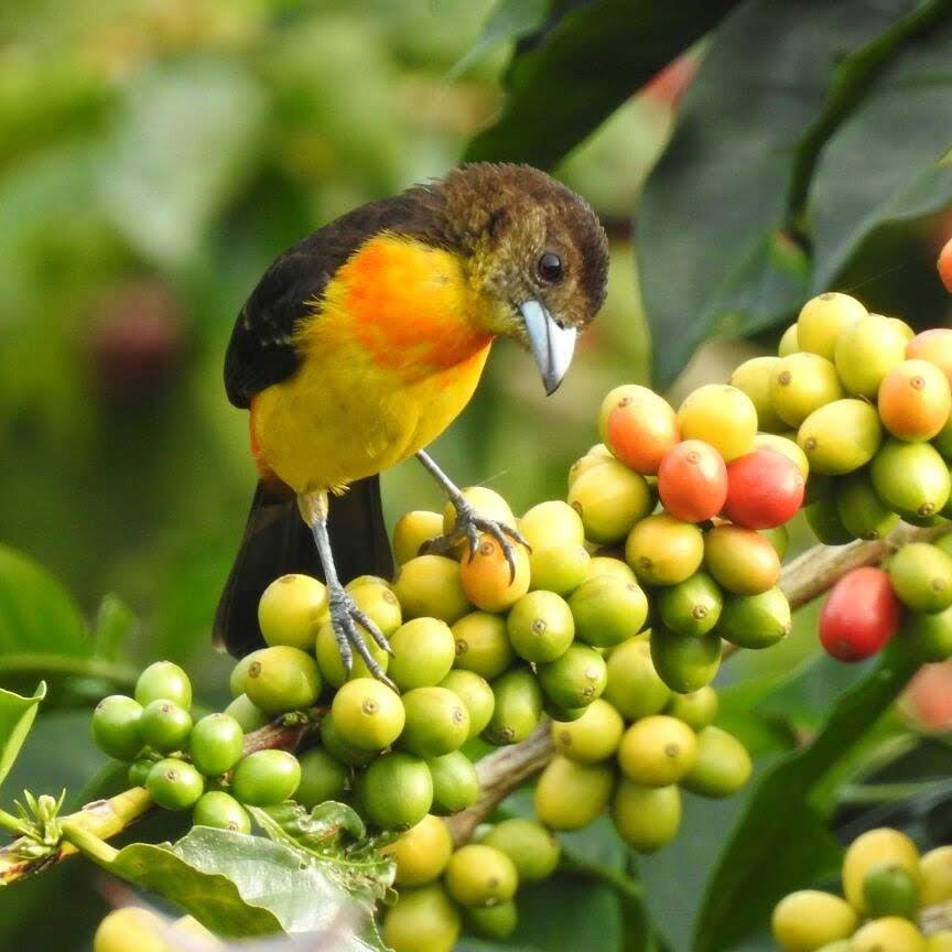 Francini Coffee Farm