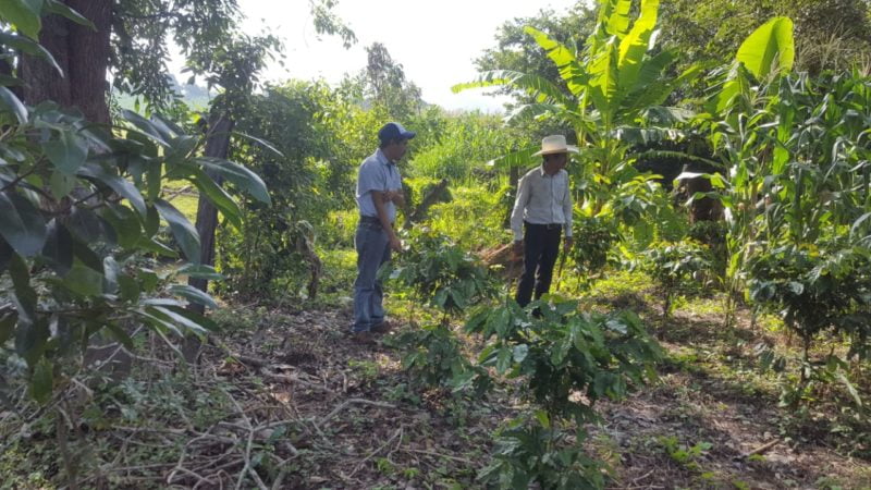 Mexican-Coffee-Chiapas-Teresa-Coffee-Farmers