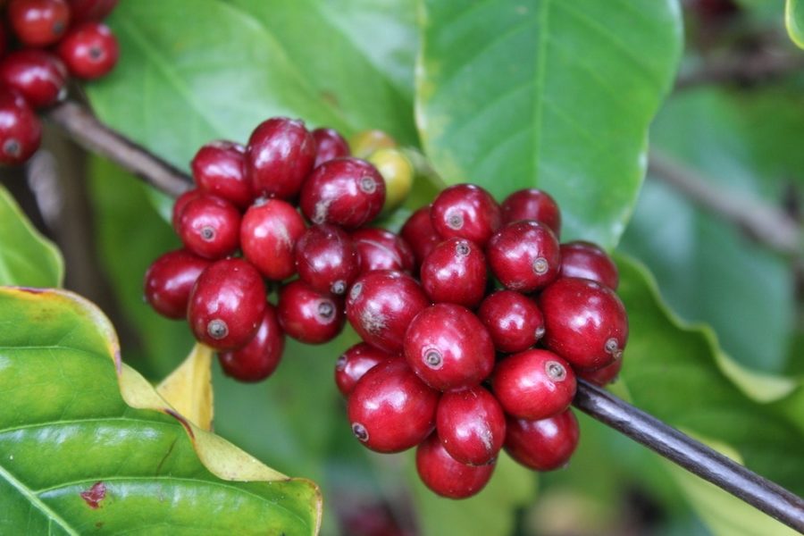 Mexican-Coffee-Chiapas-cherry-Coffee-Beans