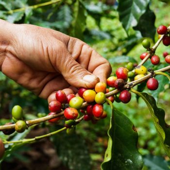 is organic coffee better guide